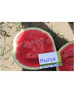 Дини Мирза / Mirza F1