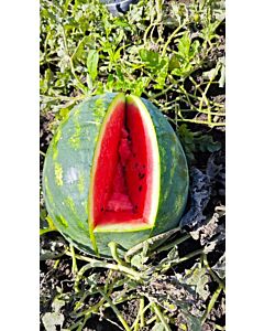 Семена дини Ред Хевън F1 - 250 семена