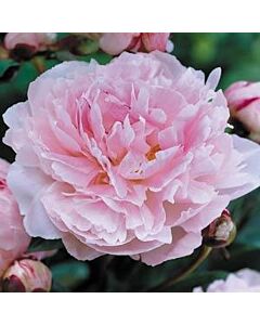 Божур - Paeonia Taff - 1бр			