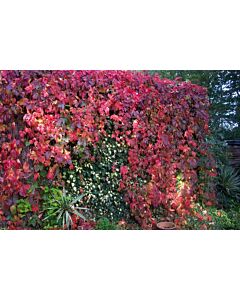 Дива лоза (Parthenocissus)