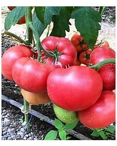 Сорт домат Pink ID (SV3026TG) F1. Аграра ООД. Сортови семена Дар.