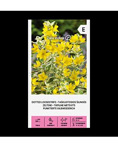 СК СЕМЕНА ЖЪЛТО ОГЪНЧЕ DOTTED LOOSESTRIFE