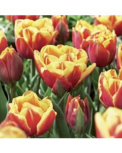 Лале /Tulip Double Focus/ 1 бр