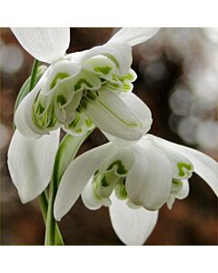 Кокиче /Galanthus nivalis 'Hippolyta''/ 1 бр