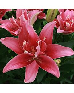 Лилиум ASIATIC  Double lady - 1 бр.