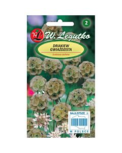 ЛГ СКАБИОЗА Scabiosa stellata lilac 