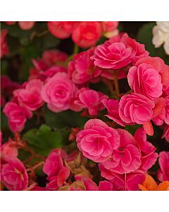 Бегония мултифлора розова - Begonia multiflora  maxima pink - 1бр.