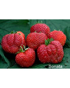 Ягоди Соната, размер А+ /FRAGARIA SONATA / 