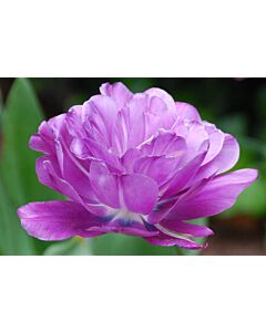 Лале /Tulip Blue Spectacle/ 1 бр