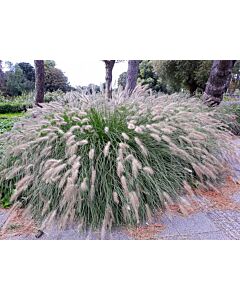 Пенисетум / Pennisetum Alopecuroides/ 1 бр