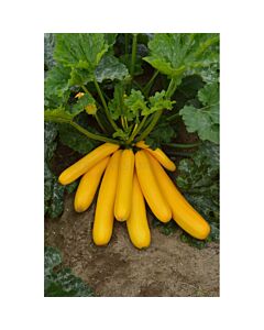 Тиквичка Bananowy Song F1 - Squash (zucchini) (2.00g)