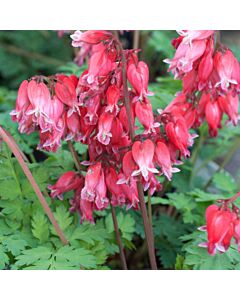 Дицентра /Dicentra Formosa Luxuriant/ 1 бр