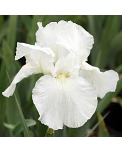 Ирис /iris germanica white/ 1 бр