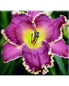 Хемерокалис Лице на звездите / Hemerocallis Face of the stars / 1 бр