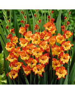 Гладиол /Gladiolus  'Sunshine' /1 бр