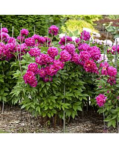 Божур /Paeonia Karl Rosenfield / 1 корен