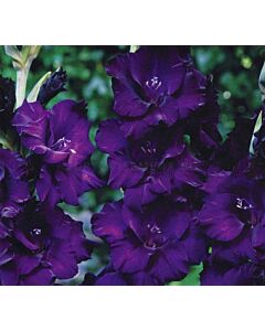 Гладиол / Gladiolus Mombassa / 