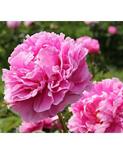 Божур розов /PAEONIA LACT ALEXANDER FLEMING/ 1 коренище				