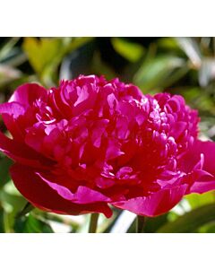Божур цикламен /PAEONIA MAC MAHON/ 1 коренище				