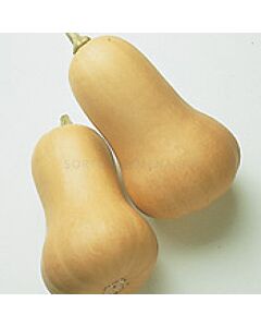 Семена тиква Early Butternut /Atlanta Seed/ - 500 семена