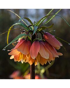 Фритилария / Fritillaria imperialis 'Early Dream' / 1 бр