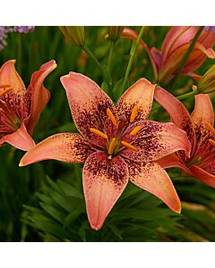 Лилиум  /Lilium asiatic 'Whistler'/ 1 бр