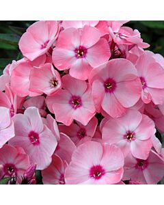 Флокс (Phlox) Sweet Dreams - 1 бр			
