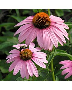Ехинацея розова /Echinacea Pink/ 1 бр