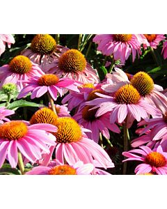 Ехинацея розова / Echinacea Pink / 1 бр				
