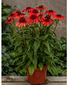 Ехинацея червена /Echinacea Purpurea Red/ 1 бр