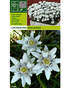 Еделвайс (Leontopodium alpinum)