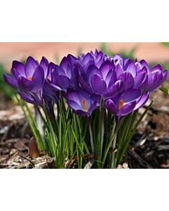 Едроцветен минзухар Flower Record*