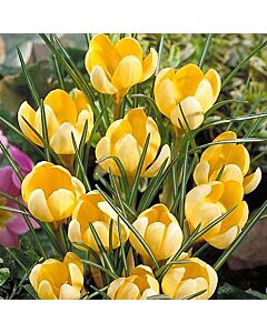 Едроцветен минзухар "Golden Yellow"