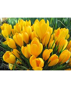 Едроцветен минзухар Yellow Giant