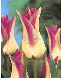 Лале lily-flowered 'Elegant Lady'/ 1 бр*