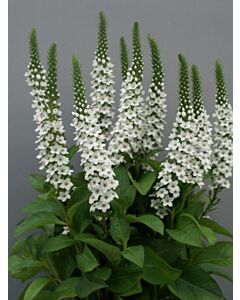 Лизимахии - Lysemachia Elisabeth -1 бр
