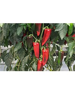 Пипер капия / Elzem F1 / Bejo - 1000 семена