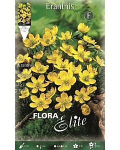 Ерантис Cilicica
