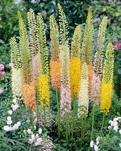 Еремурус микс / Eremurus ruiter hybrid / 1 бр