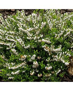 Ерика (Erica Darleyensis White Perfection) - бяла