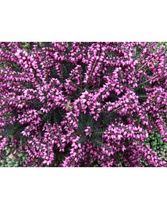 Ерика (Erica Darleyensis Kramer's Rote) - розова