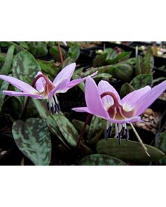 Еритрониум / Erythronium Purple King/ 1 бр