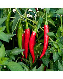 СЕМЕНА ПИПЕР ЛЮТ КАЙЕН 100С HOT PEPPER CAYENNE - EX-HTP01 F1  