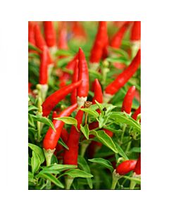 СЕМЕНА ПИПЕР ЛЮТ ПТИЧИ ОЧИ 100С HOT PEPPER BIRDS EYE EX-HTP03 