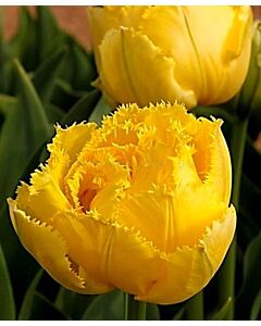 Лале Double Fringed Exotic Sun*