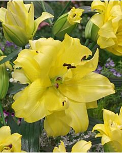 Лилиум Exotic Sun - Lilium ot-hybrids  'Exotic Sun' 14/16  - 1 бр.