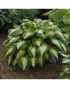 Хоста - Hosta Summer Music - 1 бр 