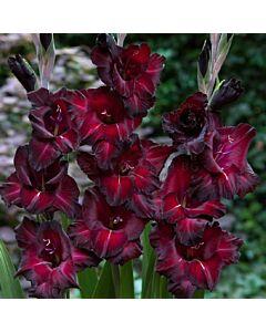 Гладиол / Gladioli Back Star /	