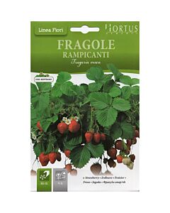 Ягоди RAMPICANTI- BTS- BL