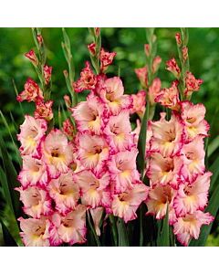 Гладиол /Gladiolus  'Dolce Vita' /1 бр